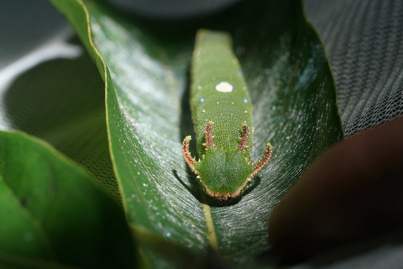 Parque Nacional de la Selva Tropical: paraíso de insectos en Hainan