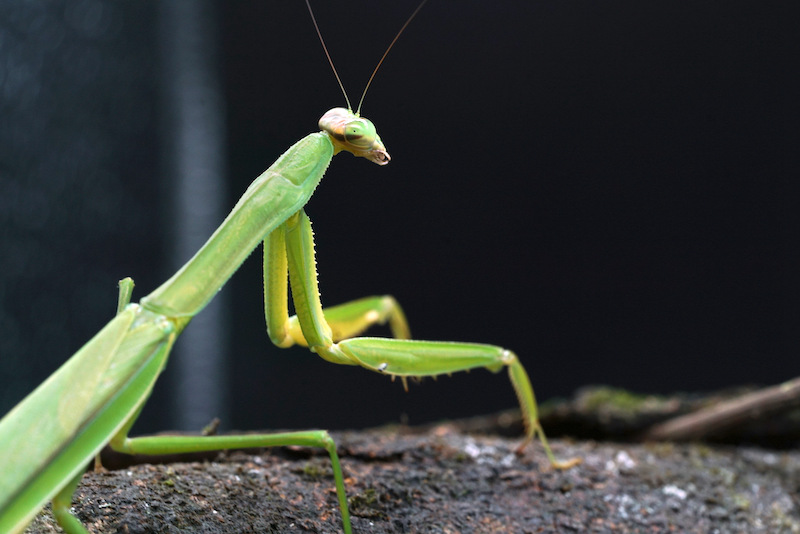 Parque Nacional de la Selva Tropical: paraíso de insectos en Hainan