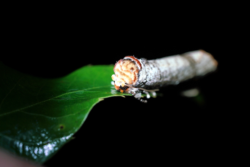 Parque Nacional de la Selva Tropical: paraíso de insectos en Hainan