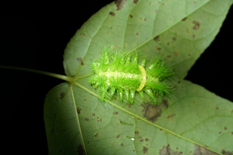 Parque Nacional de la Selva Tropical: paraíso de insectos en Hainan