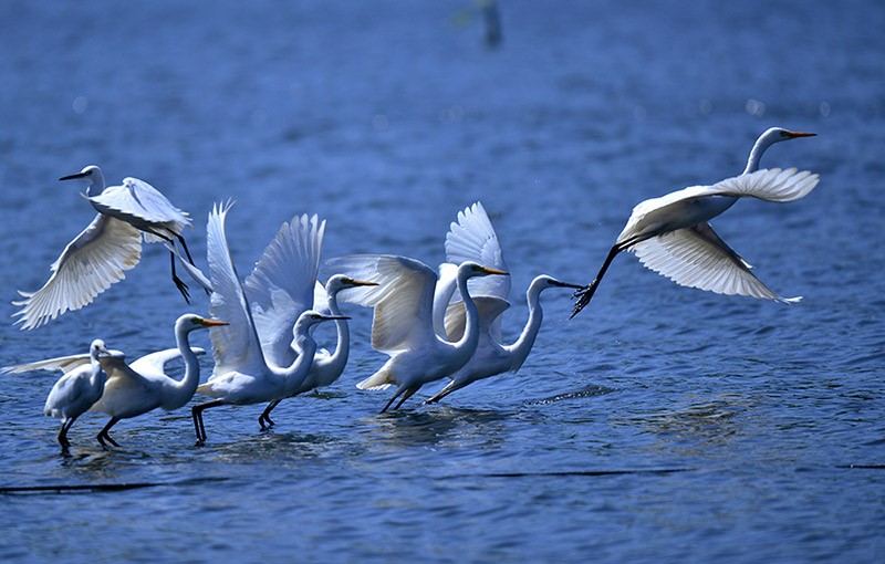 Las garzas buscan alimento en el agua. Foto de Mo Zuyong