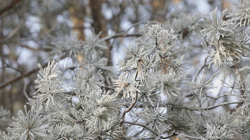 La escarcha deslumbra en el frío Heilongjiang