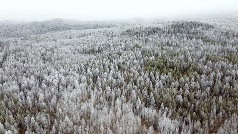 La escarcha deslumbra en el frío Heilongjiang