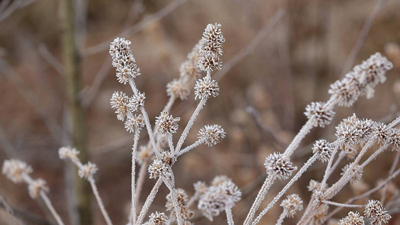 La escarcha deslumbra en el frío Heilongjiang