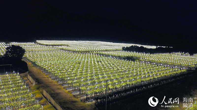 Las luces en los campos de frutas son como estrellas, conectadas en un conjunto. Por Niu Liangyu, Pueblo en Línea