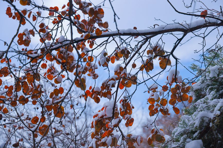 El lugar escénico de la monta?a Yuntai en Jiaozuo, provincia de Henan, en el centro de China, quedó cubierto por la primera nevada de la temporada, ofreciendo una magnífica estampa similar a una pintura de paisaje. (Foto / Wu Peimeng)