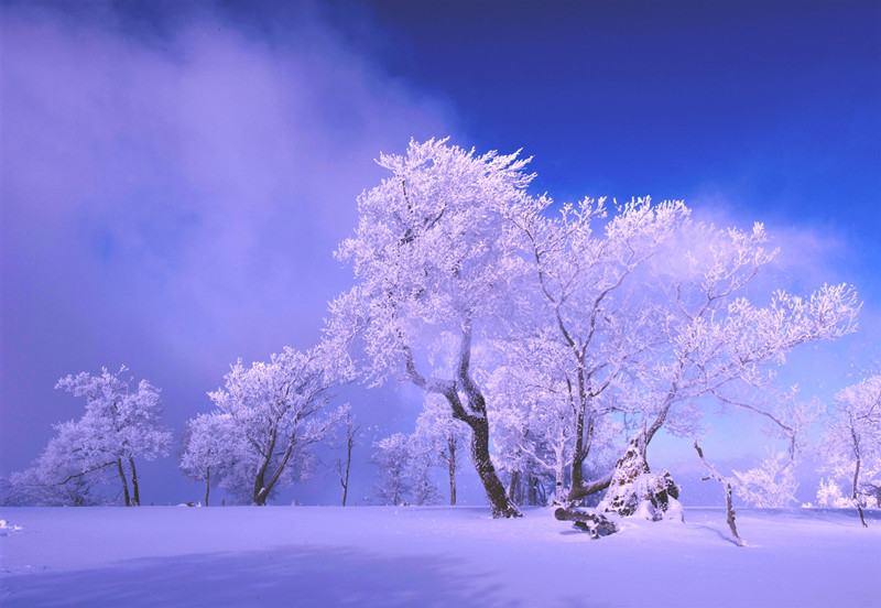 La escarcha crea un paisaje de cuento de hadas en Jilin