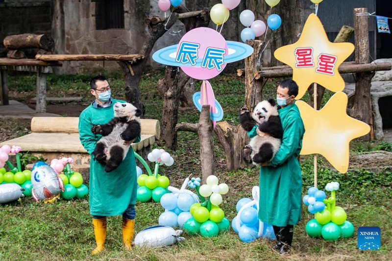 El zoológico de Chongqing celebra la ceremonia de nombramiento de los pandas gigantes gemelos