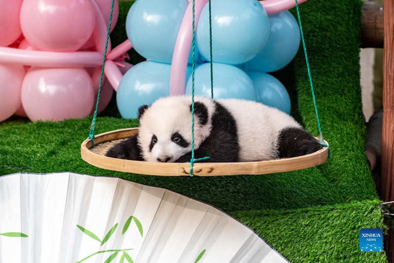 El zoológico de Chongqing celebra la ceremonia de nombramiento de los pandas gigantes gemelos