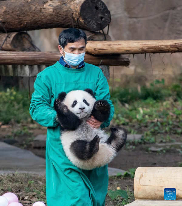 El zoológico de Chongqing celebra la ceremonia de nombramiento de los pandas gigantes gemelos