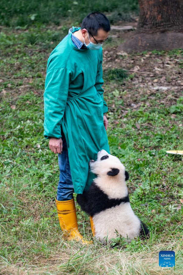 El zoológico de Chongqing celebra la ceremonia de nombramiento de los pandas gigantes gemelos