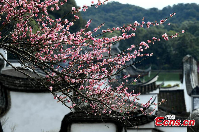 Ciruelos florecen en un antiguo templo de Fuzhou