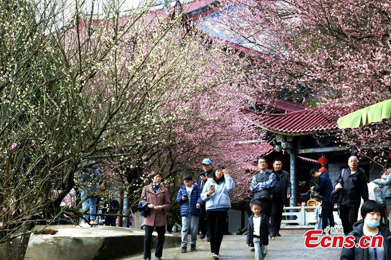 Ciruelos florecen en un antiguo templo de Fuzhou