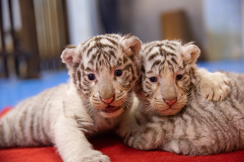 Tres crías de tigre ofrecen un ambiente festivo al A?o Nuevo Chino del tigre