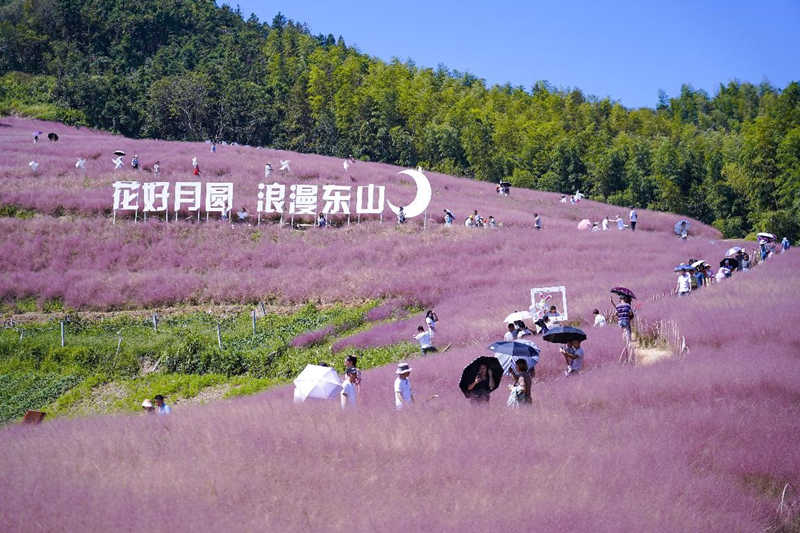 El 26 de septiembre de 2021, los turistas toman fotografías en un mar de flores rosadas en la monta?a Yuegong, pueblo de Dongshan en Tangxi, ciudad de Ningbo, provincia de Zhejiang. Zheng Kaixia/Pueblo en Línea