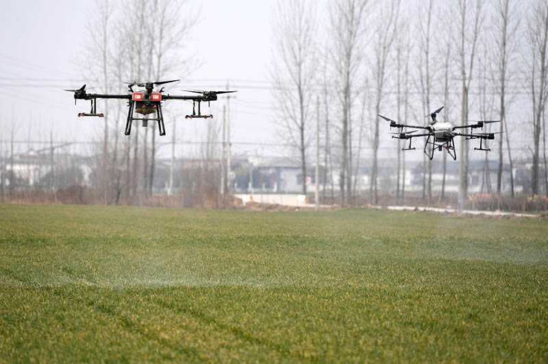 Drones se utilizan para rociar herbicidas en una novedosa granja automatizada e inteligente de Zhaoqiao, Bozhou, provincia de Anhui, 11 de febrero del 2022. [Foto: Xinhua]