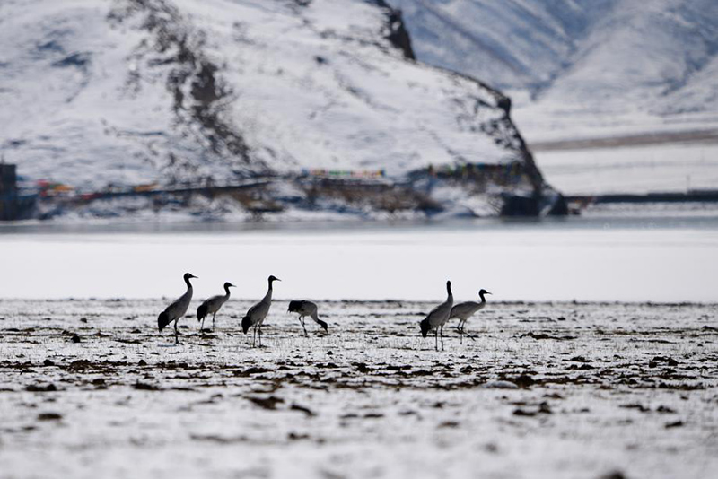 Cada a?o, miles de grullas de cuello negro pasan el invierno en el condado Lhundrub , región autónoma del Tíbet. [Foto: Jiang Feibo/China Daily]