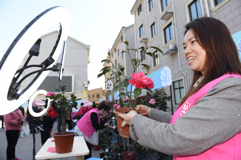 Las camelias allanan el camino para la prosperidad