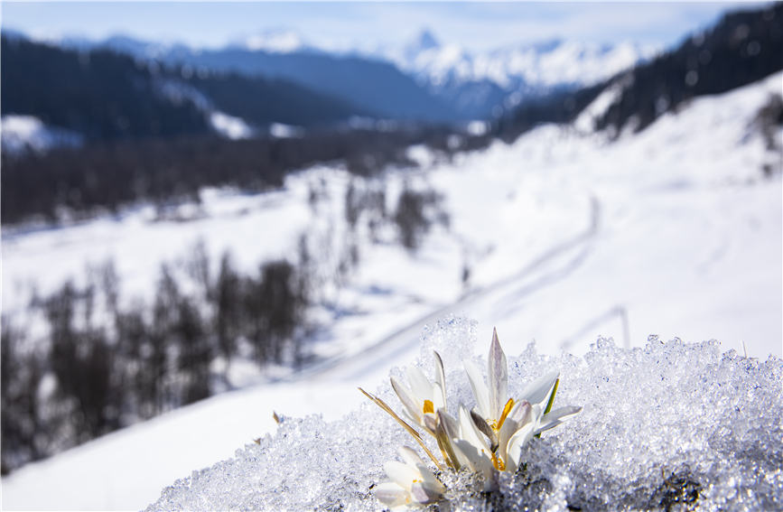 Los lirios silvestres anuncian la llegada de la primavera en Xinjiang