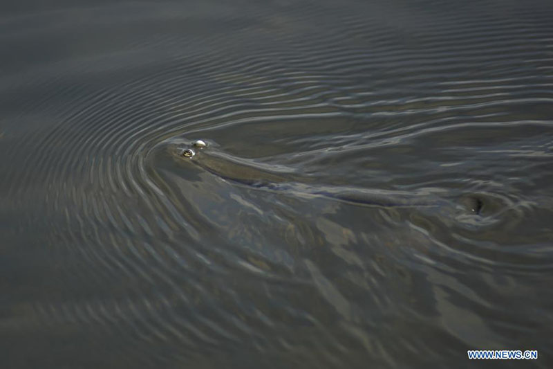 El Salvador: Día Mundial del Agua se conmemora anualmente para recordar la relevancia del vital líquido