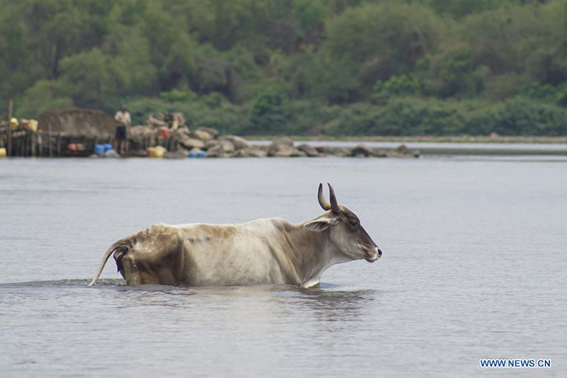 Una vaca se refresca en el río Lempa, en el departamento de Usulután, El Salvador, el 18 de marzo de 2022. El río Lempa es fuente de agua potable de alrededor de 1,5 millones de habitantes del área metropolitana de San Salvador. El Día Mundial del Agua se conmemora anualmente el 22 de marzo para recordar la relevancia del vital líquido. (Xinhua/Alexander Pe?a)