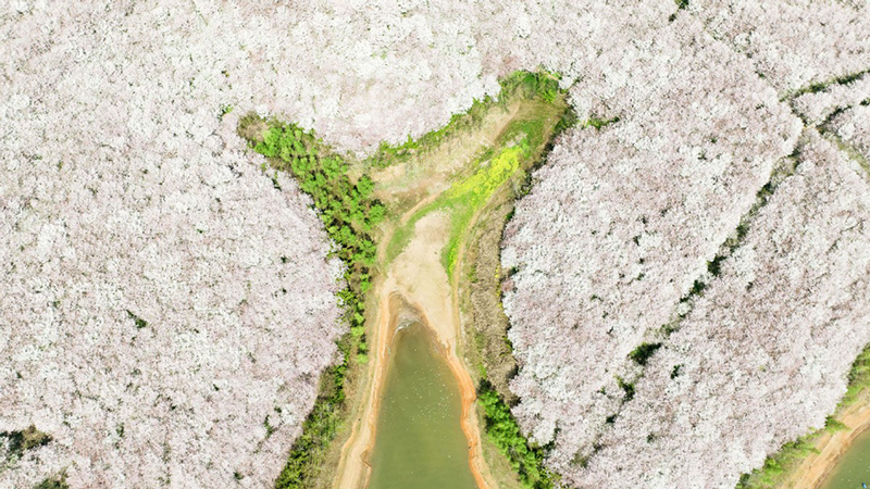 Las flores convierten el jardín de los cerezos en un mundo exuberante dentro de la Nueva área de Guian de la provincia de Guizhou. [Foto: Deng Gang/ proporcionada a chinadaily.com.cn]