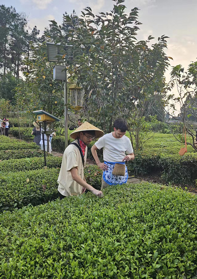 Gozan de la cultura de té en el 