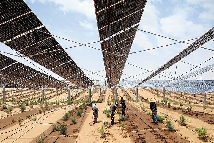 Trabajadores cuidan árboles en una granja fotovoltaica en Wuwei, provincia de Gansu, junio del 2024. (Foto: Ma Xiping/ Xinhua)