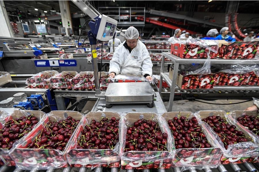 Imagen del 13 de diciembre de 2024 de una empleada trabajando en la planta de Garces Fruit, en San Francisco de Mostazal, en la región de O'Higgins, Chile. (Xinhua/Jorge Villegas)