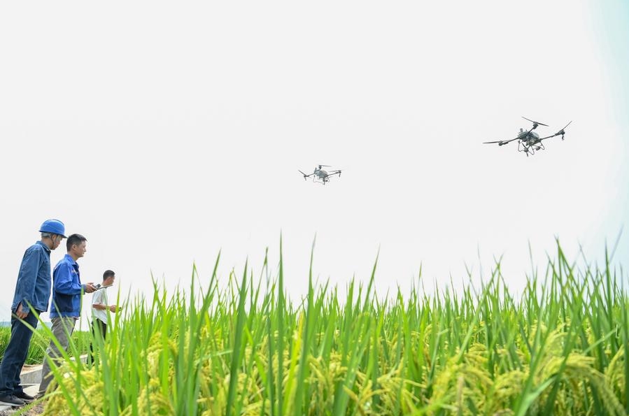 Campesinos utilizan drones para rociar campos de arroz en el poblado de Huangnigang de la ciudad de Chuzhou, en la provincia oriental china de Anhui, el 7 de septiembre de 2024. (Xinhua/Cao Li)