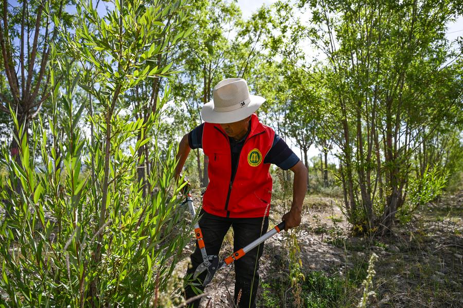 Un guardabosques poda árboles plantados en la orilla norte del río Yarlung Zangbo en el condado de Namling de Xigaze, en la región autónoma de Xizang, en el suroeste de China, el 1 de septiembre de 2024. (Xinhua/Sun Ruibo)