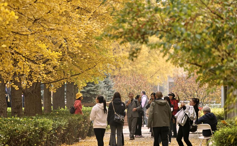 Un grupo de personas disfruta del paisaje oto?al en el parque forestal olímpico en Beijing, la capital de China, el 31 de octubre de 2024. (Xinhua/Li Xin)