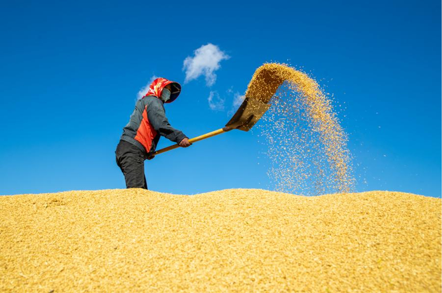 Una campesino trabaja sobre un montículo de arroz en una granja del Grupo Beidahuang en la provincia nororiental china de Heilongjiang, el 12 de octubre de 2024. (Xinhua/Zhang Tao)