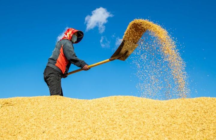 Estudio encuentra mejora en la calidad del arroz chino