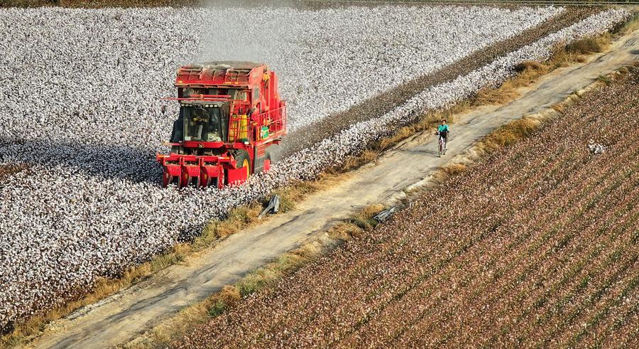 Foto aérea de una cosechadora de algodón en el distrito de Yuli de la región autónoma uygur de Xinjiang, en el noroeste de China, el 22 de octubre de 2023. (Xinhua/Li Xiang)